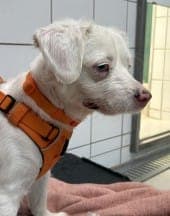 Baster - Hund zur Adoption aus Tierheim Stuttgart